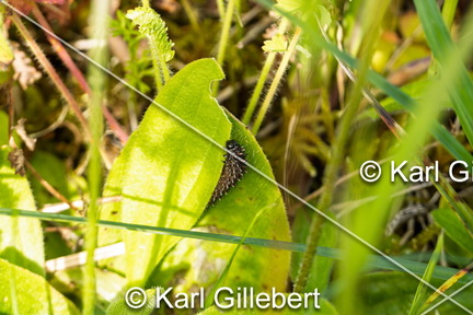 karl-gillebert-Melitee-de-Nickerl-Melitaea-aurelia-9428