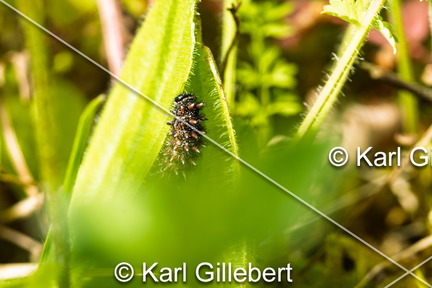 karl-gillebert-Melitee-de-Nickerl-Melitaea-aurelia-9432