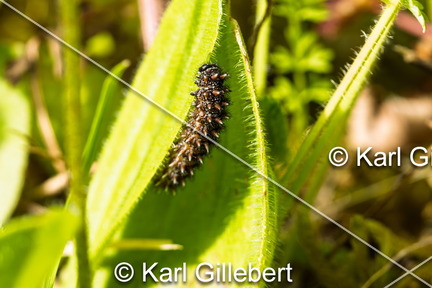karl-gillebert-Melitee-de-Nickerl-Melitaea-aurelia-9440
