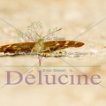 delucine-1087
