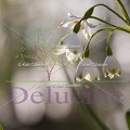 delucine-IMG 4994