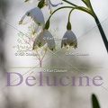 delucine-IMG 4999