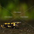 karl-gillebert-salamandre-tachetee-6305.jpg