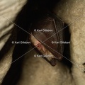 karl-gillebert-petit-rhinolophe-8716.jpg