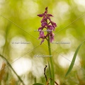 Karl-Gillebert-orchis-male-orchis-mascula-0089.jpg