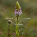 Karl-Gillebert-orchis-moucheron-gymnadenia-conopsea-5970.jpg