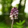 Karl-Gillebert-orchis-pourpre-orchis-purpurea-0882