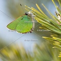 Karl-Gillebert-Argus-vert-Callophrys-rubi-3959