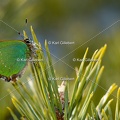 Karl-Gillebert-Argus-vert-Callophrys-rubi-3962