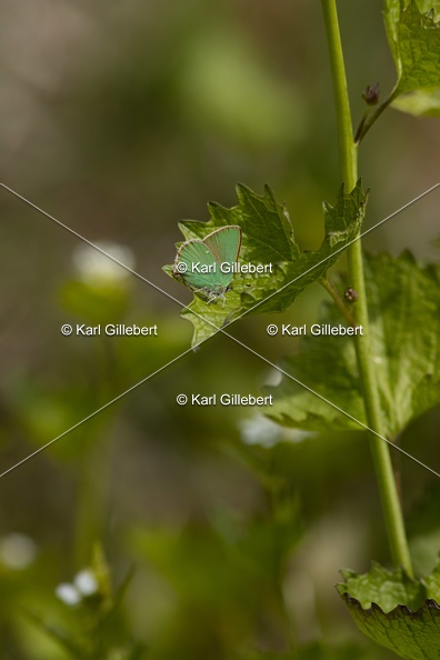 Karl-Gillebert-Argus-vert-Callophrys-rubi-0924.jpg