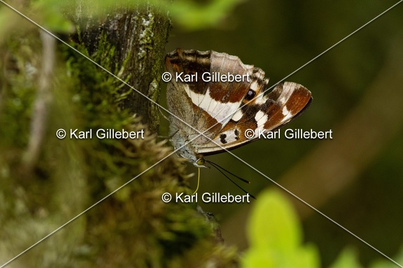 Karl-Gillebert-Grand-Mars-changeant-Apatura-iris-8945