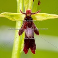 Karl-Gillebert-Ophrys-mouche-Ophrys-insectifera-2360