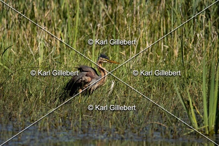 Karl-Gillebert-Heron-pourpre-Ardea-purpurea-5745