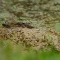 Karl-Gillebert-grenouille-verte-Pelophylax-kl-esculentus-9282.jpg