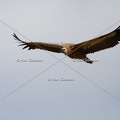 Karl-Gillebert-vautour-fauve-gyps-fulvus-4392