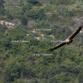 Karl-Gillebert-vautour-fauve-gyps-fulvus-3406
