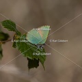 Karl-Gillebert-Argus-vert-Callophrys-rubi-4396